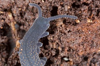 Media type: image; Invertebrate Zoology 29204